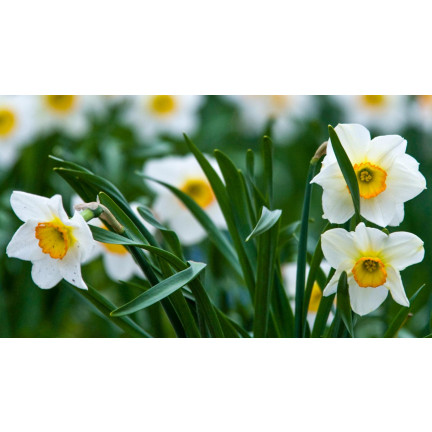 Polský botanický narcis (canaliculatus), cibulky, 50 ks cibulek