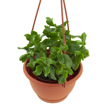 DAGW3-R624 závěsný pěstitelský květináč o průměru 21 cm, balkonový, kulatý, s háčkem, objem 3,8 l