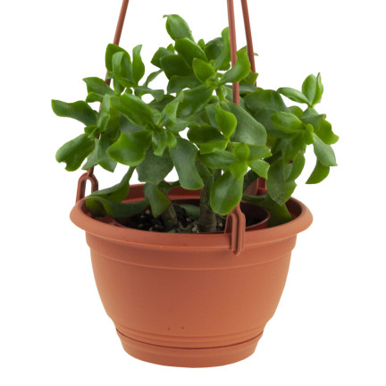 DAGW3-R624 závěsný pěstitelský květináč o průměru 21 cm, balkonový, kulatý, s háčkem, objem 3,8 l