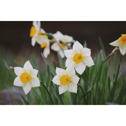 Polský botanický narcis (canaliculatus), cibulky, 50 ks cibulek