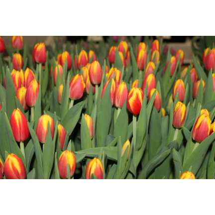 Tulipán Dow Jones, cibulky tulipánů, cibulky květin, velikost 9/10, 50 ks. 