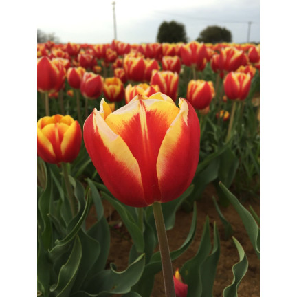 Tulipán Dow Jones, cibulky tulipánů, cibulky květin, velikost 9/10, 50 ks. 