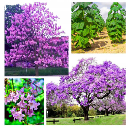  CESAR PAULownia (Kyslíkový strom) CO2
