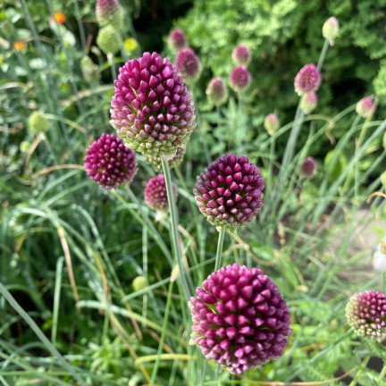 Česnek kulatý (Allium sphaerocephalon), cibulky, velikost 4/5, 50 ks.
