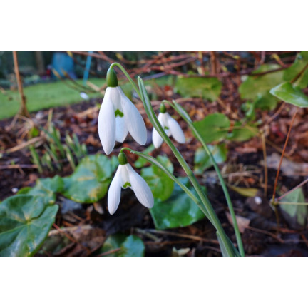 Galanthus „Sněženka“ elwesii, cibulky, velikost 4/5, 50 ks.