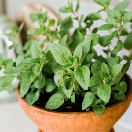 Z3026 OREGANO OREGANO TRVALKA SEMENA AROMATICKÁ TRVALKA DO KAŽDÉ KUCHYNĚ 0,5G
