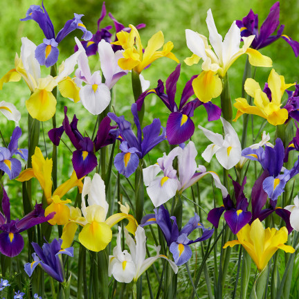 Holandský kosatec, iris hollandica, kosatec, cibulky květin, velikost 6/7, 50 ks.