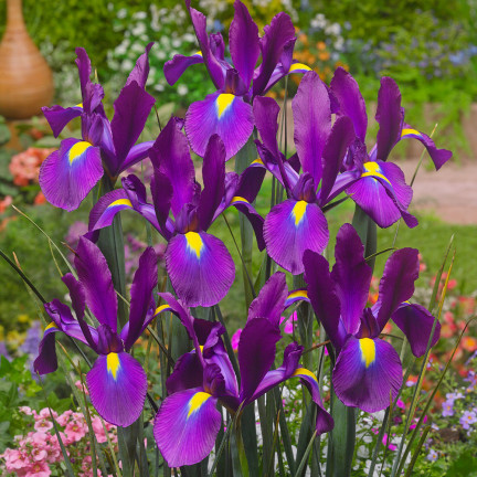Holandský kosatec Purple Sensation, cibulky, velikost 6/7, 50 ks.