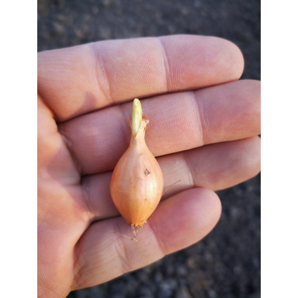 Jarní cibule z Wolska, velikost 8–15, 250 g cibulek