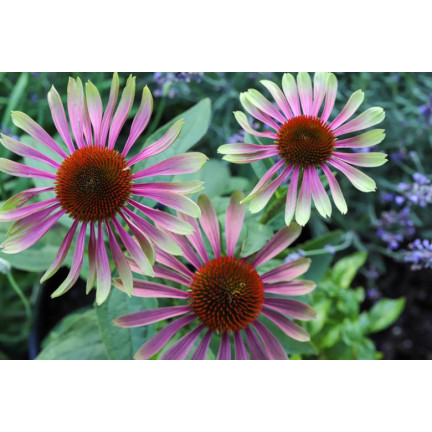 R4287 ECHINACEA GREEN TWISTER SEMÍNKO LÁKÁ VČELY MOTÝLY 0,3G