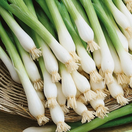 W1022 sedmiletá cibule bajkalská, chutná a aromatická pažitka (Allium fistulosum L.), 3 g