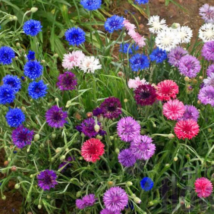 R2068 BABER FLOWER MIX Semena, jedlé květy COLOURFUL MISSILE