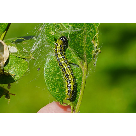 SUM31 lepinox PLUS, insekticid, ničí housenky zimolezu, obsah 5 g