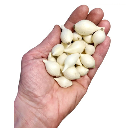 Bílá cibule White Globe, velikost 5–21 mm, 250 kg