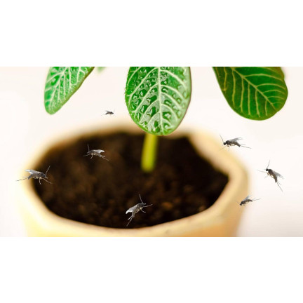 SUM19 neemzal 5 ml, přípravek proti hmyzu, insekticid, neemový olej, sumin