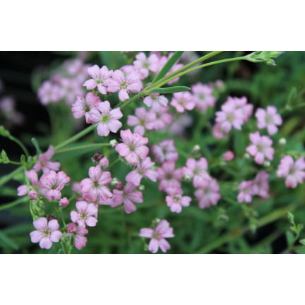 R4591 RAFINOVANÁ RŮŽOVÁ GYPSOPHILA 1G KVĚT SEMENE ROČNÍK