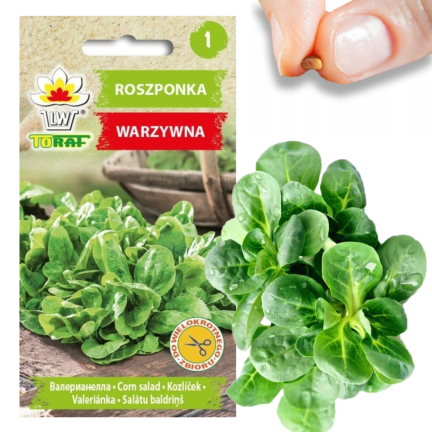 W1186 polníček zahradní, semena polníčku bohatá na vitamíny, salát 1 g
