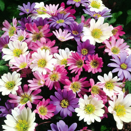 Anemone Blanda Mixed, cibulky anemonů, velikost 4/5, 50 ks.