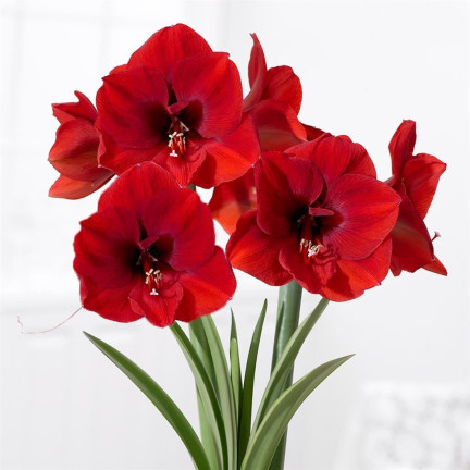 Hippeastrum „Zwartnica Red Lion“, amarylis, velikost 24/26, sytě červená, 1 ks.