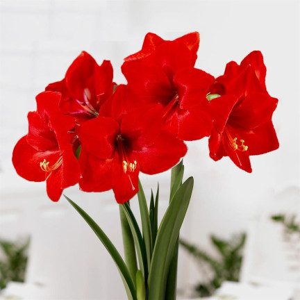 Hippeastrum „Zwartnica Red Lion“, amarylis, velikost 24/26, sytě červená, 1 ks.