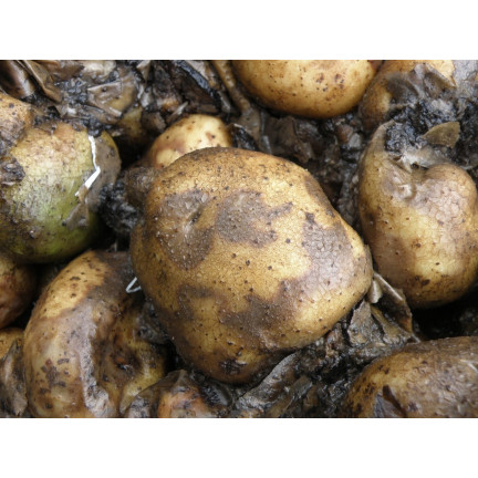 Ekologická přípravek na ošetření osiva, přírodní, bohaté složení, Power Seed, 5 g