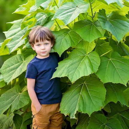 D1232 kyslíkový strom paulovnie mechová toraf oxygen tree sada s květináčem