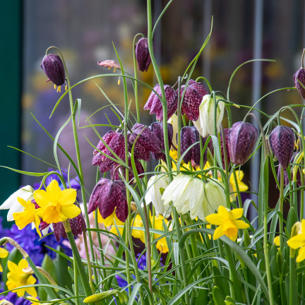 Fritillaria meleagris mix, šachovnicová fritilárie, cibulky, velikost 6/7, 50 ks.