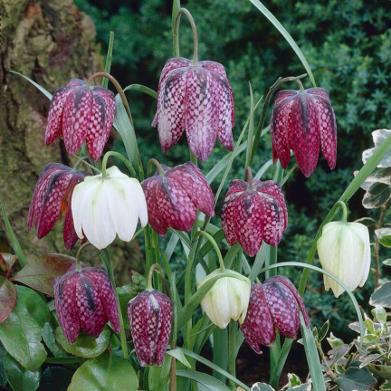 Fritillaria meleagris mix, šachovnicová fritilárie, cibulky, velikost 6/7, 50 ks.