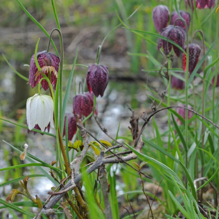 Fritillaria meleagris mix, šachovnicová fritilárie, cibulky, velikost 6/7, 50 ks.