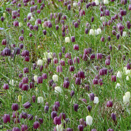 Fritillaria meleagris mix, šachovnicová fritilárie, cibulky, velikost 6/7, 50 ks.