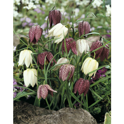 Fritillaria meleagris mix, šachovnicová fritilárie, cibulky, velikost 6/7, 50 ks.