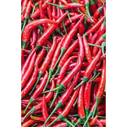 W1137 DE CAYENNE PÁLIVÁ CHILLI SEMÍNKA PÁLIVÁ 0,5G