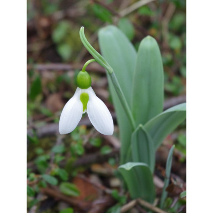 Galanthus „Sněženka“ elwesii, cibulky, velikost 4/5, 50 ks.