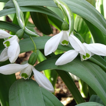 Galanthus „Sněženka“ elwesii, cibulky, velikost 4/5, 50 ks.