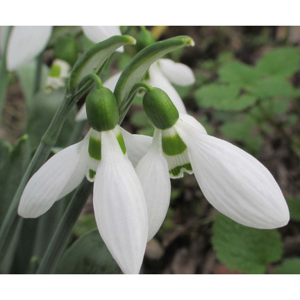 Galanthus „Sněženka“ elwesii, cibulky, velikost 4/5, 50 ks.