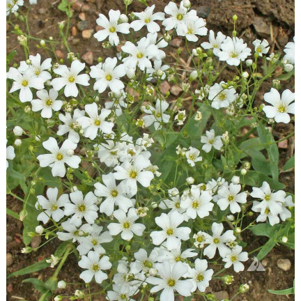 R4584 GYPSOPHILA BÍLÁ 1G SEMENA GYPSOPHILA KVĚTINY PRO ZÁHONY SKALKY