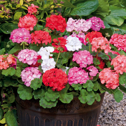 Směs záhonových pelargonií, pelargonium zonale, směs semen pelargonií