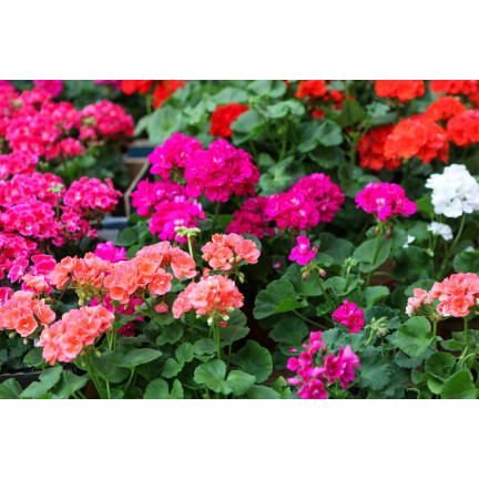 Směs záhonových pelargonií, pelargonium zonale, směs semen pelargonií
