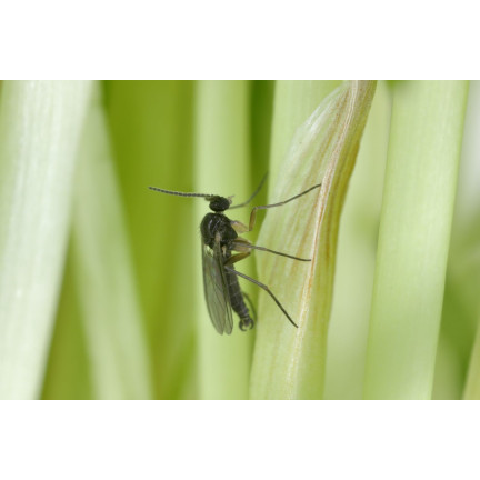 SUM19 neemzal 5 ml, přípravek proti hmyzu, insekticid, neemový olej, sumin