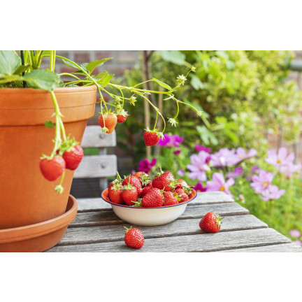 SUM77 – hnojivo Sumin pro jahody, lesní jahody, maliny a ostružiny, optimální složení, 1 kg