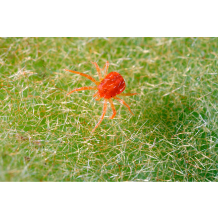 SUM45 insekticid Ortus 05 SC 15 ml proti pavoučkům – postřik