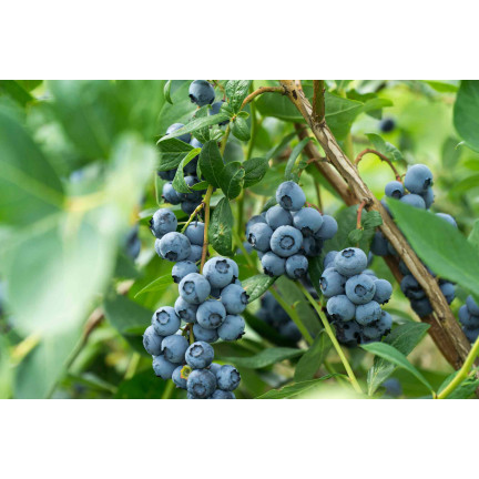 SUM12 hnojivo pro borůvky, sumin, hnojivo 1 kg, optimální složení, pro hnojení borůvek