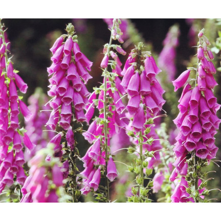 R2184 Digitalis purpurea MIX dvouletka skvrnitá Digitalis purpurea
