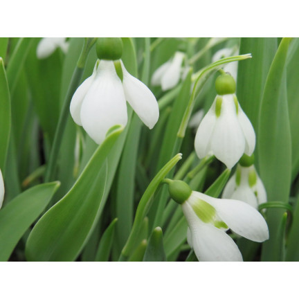 Galanthus „Sněženka“ elwesii, cibulky, velikost 4/5, 50 ks.