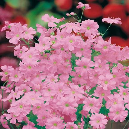 R4591 RAFINOVANÁ RŮŽOVÁ GYPSOPHILA 1G KVĚT SEMENE ROČNÍK