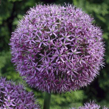 CEB22 obří okrasný česnek, cibulky česneku, cibulky květin Allium gladiator, 1 ks, 20/+