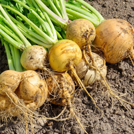 Jedlá řepa „Goudball“, semena řepy, žlutá, sladkastá dužina, toraf, 10 g