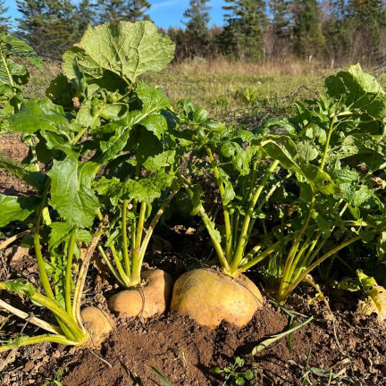 Jedlá řepa „Goudball“, semena řepy, žlutá, sladkastá dužina, toraf, 10 g