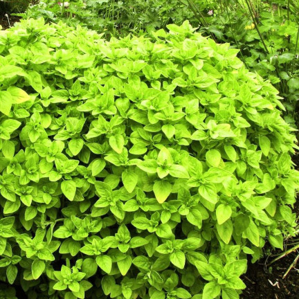 Z3018 SEMÍNKA MAJORÁNKY AROMATICKÁ PŘÍLOHA 1G
