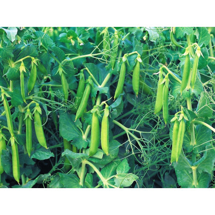 W1062 cukrový hrášek „Ambrosia“, raná odrůda, semena výnosného hrášku, 50 g